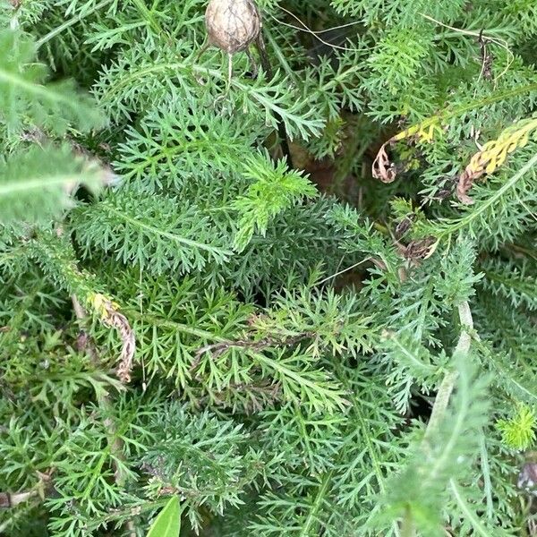 Achillea millefolium Feuille