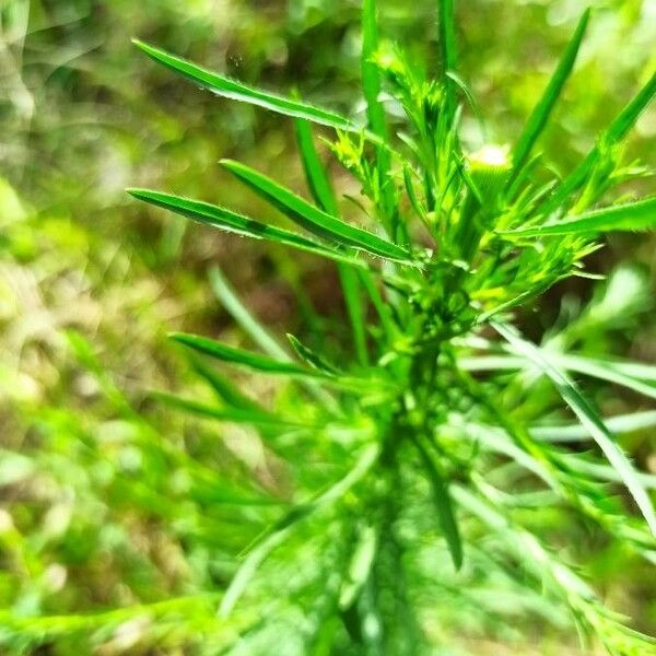 Erigeron canadensis Leaf