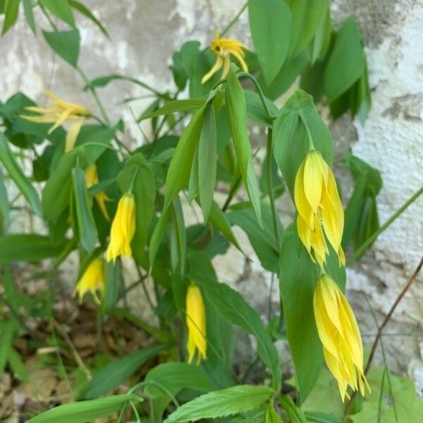 Uvularia grandiflora Кветка