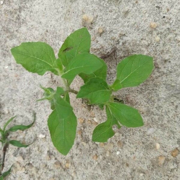 Acanthospermum hispidum Blatt