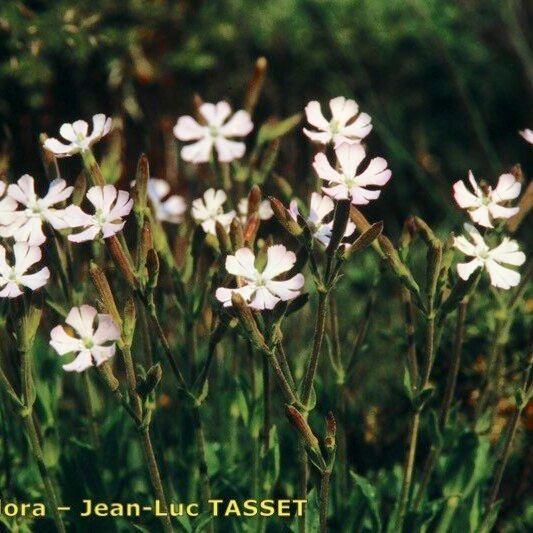 Silene requienii Συνήθη χαρακτηριστικά