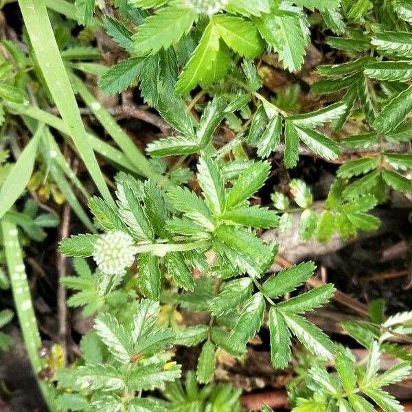 Acaena novae-zelandiae Hábito