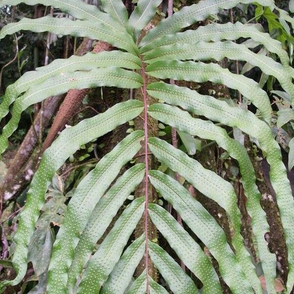 Serpocaulon triseriale Folha