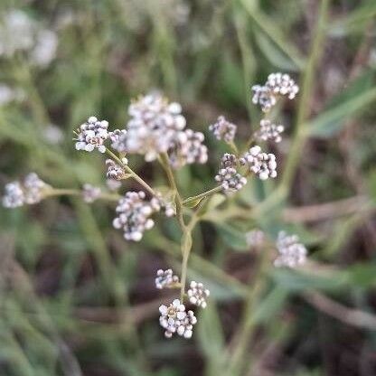 Lepidium latifolium Λουλούδι