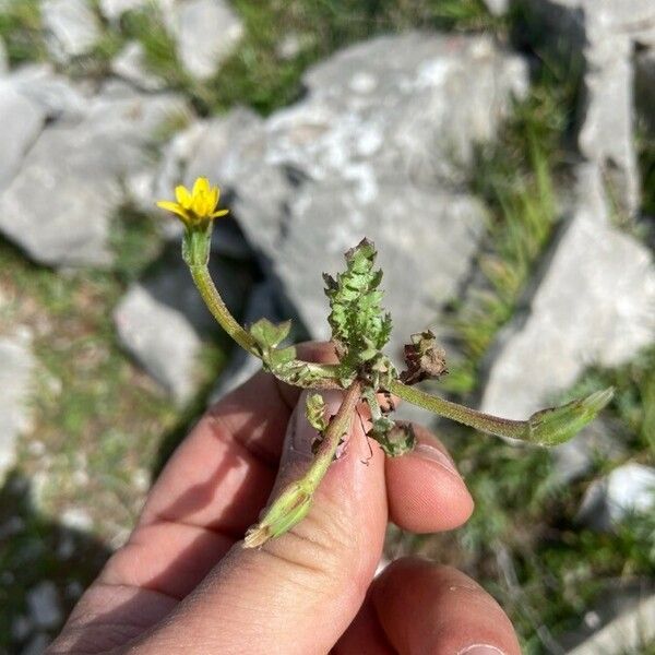 Hyoseris scabra Hábito