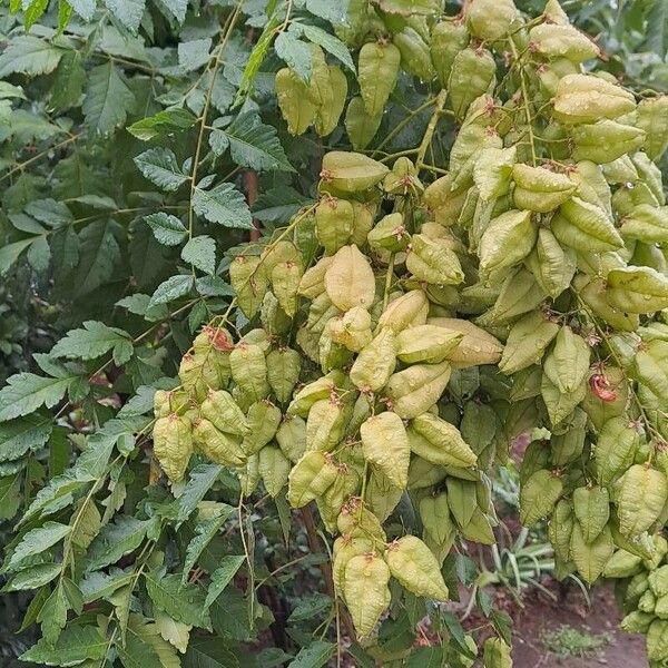 Koelreuteria paniculata 叶