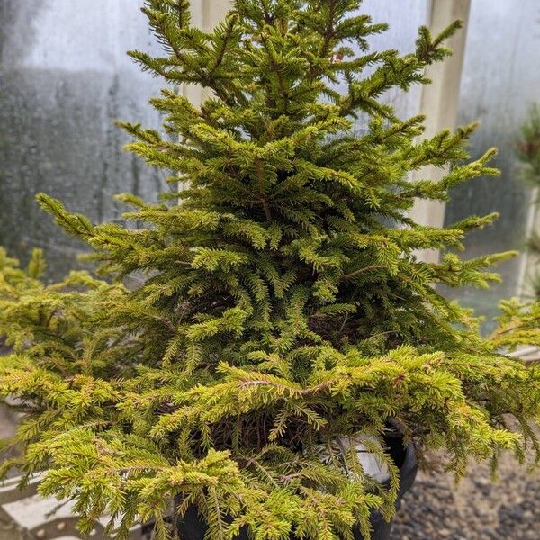 Picea abies Hàbitat