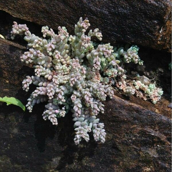 Sedum dasyphyllum 形態