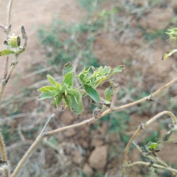 Acanthospermum hispidum Fruit