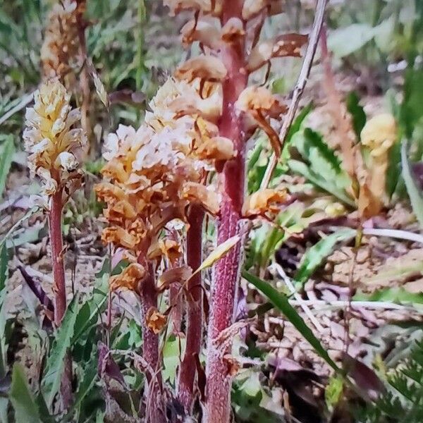 Orobanche picridis Συνήθη χαρακτηριστικά