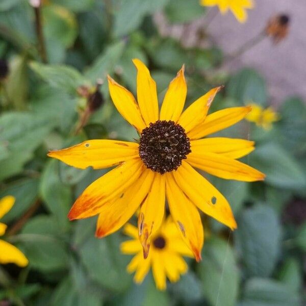 Rudbeckia hirta Blüte