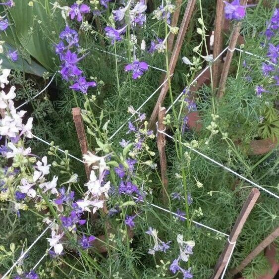 Delphinium ajacis Flor