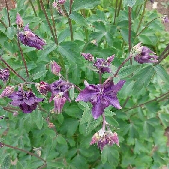 Aquilegia atrata Blomma