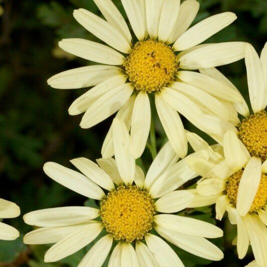 Argyranthemum maderense Fiore