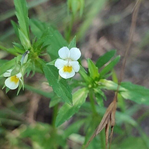 Viola arvensis Flower