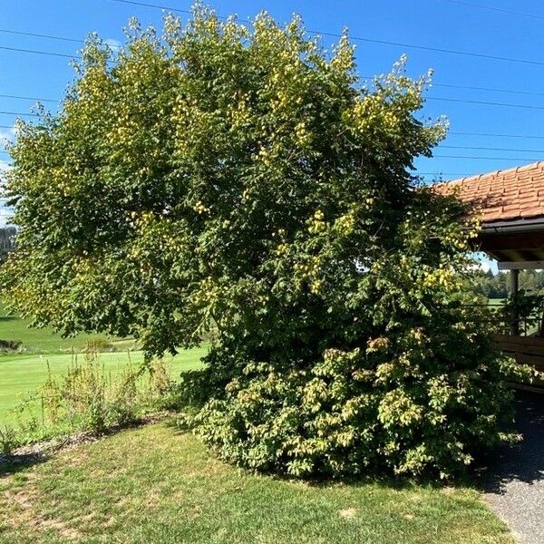 Koelreuteria paniculata 形态