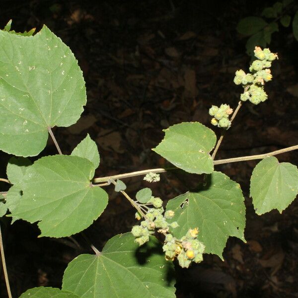 Allosidastrum pyramidatum Bloem