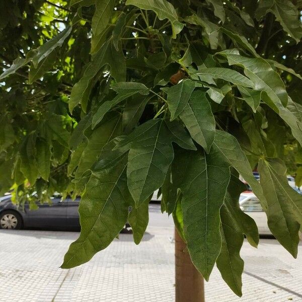 Brachychiton acerifolius List