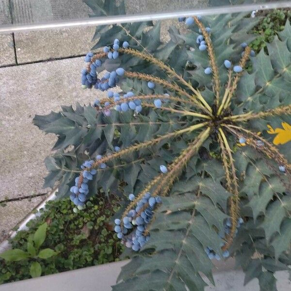 Berberis bealei Fruit