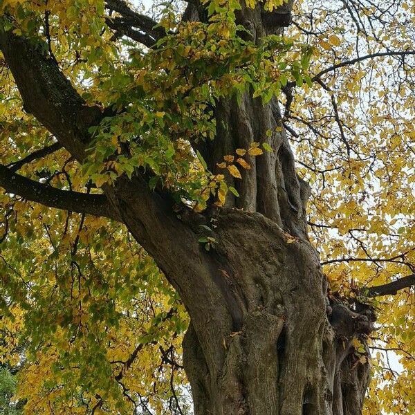 Carpinus betulus ᱥᱟᱠᱟᱢ