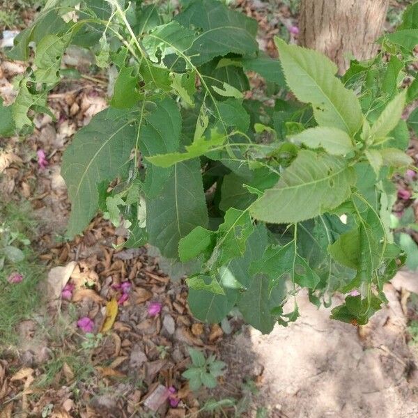 Ehretia acuminata Folla