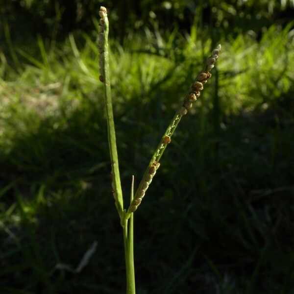 Paspalum scrobiculatum Plod