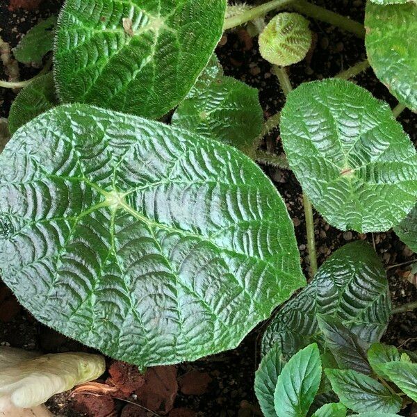 Begonia paulensis Leaf