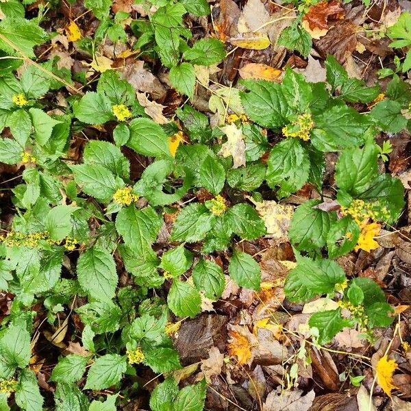 Solidago flexicaulis Habitat