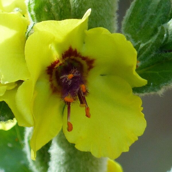 Verbascum boerhavii 花