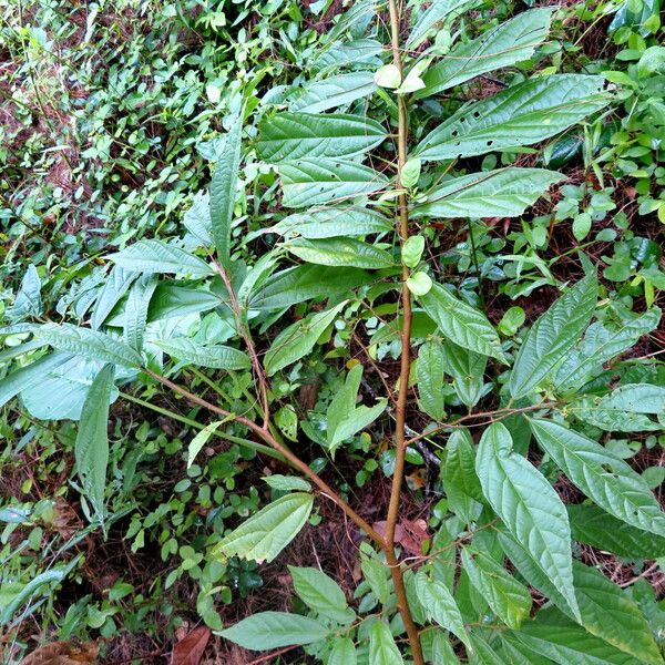 Spermacoce ocymifolia Hábitos