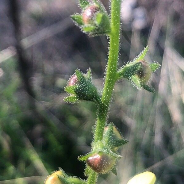 Verbascum blattaria Fruchs