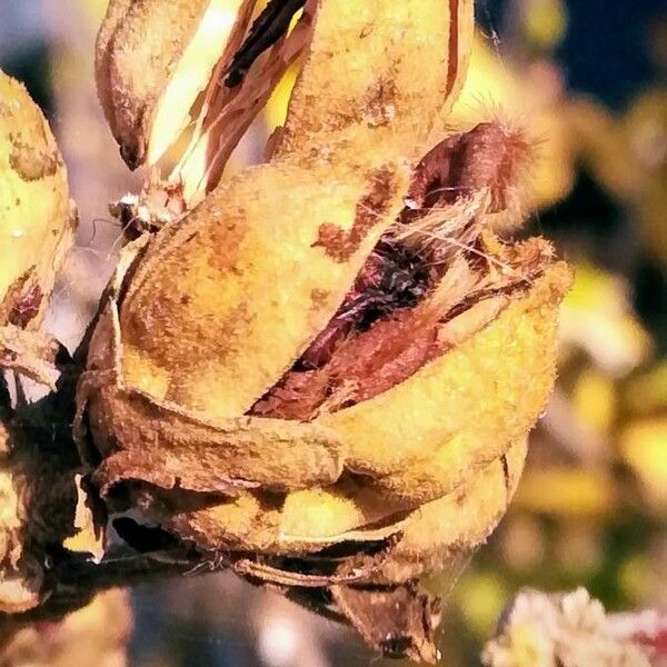 Hibiscus syriacus Фрукт