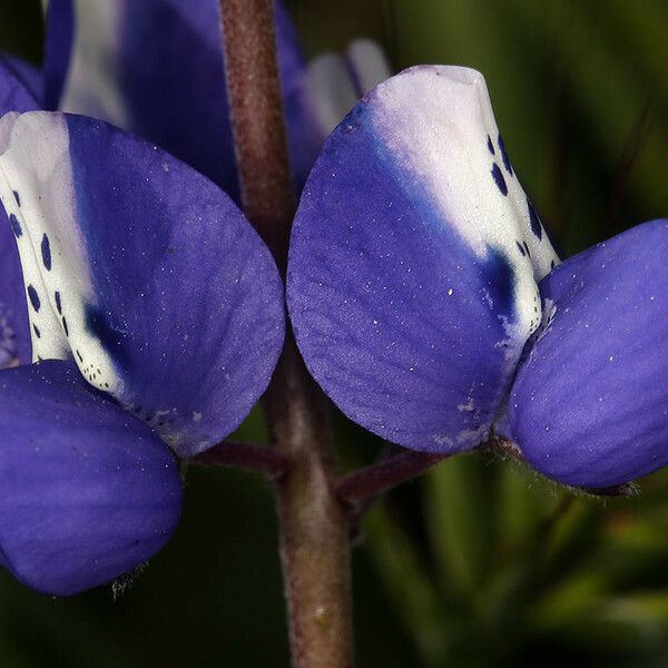 Lupinus nanus Flors