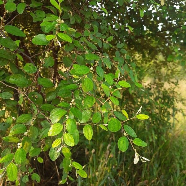 Ziziphus oenopolia Leaf