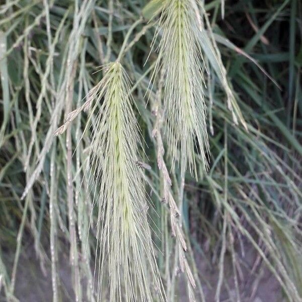 Hordeum murinum Blodyn