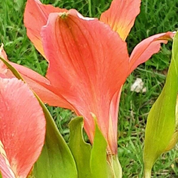 Alstroemeria ligtu Cvet