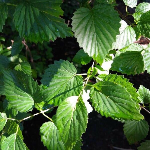 Viburnum dentatum Leaf