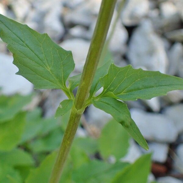 Valeriana tripteris خشب