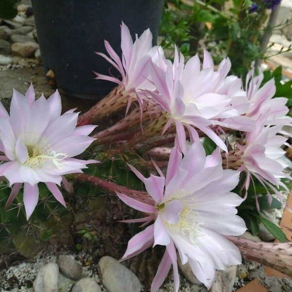 Echinopsis oxygona Кветка