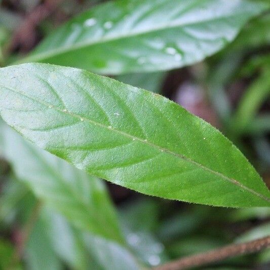 Antirhea borbonica Leaf