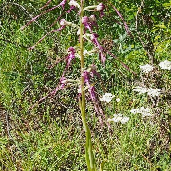 Himantoglossum calcaratum 花