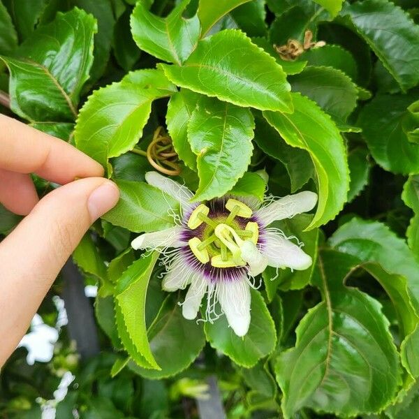 Passiflora edulis Blüte