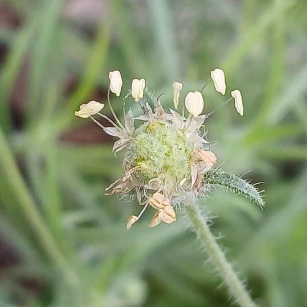 Plantago indica Virág