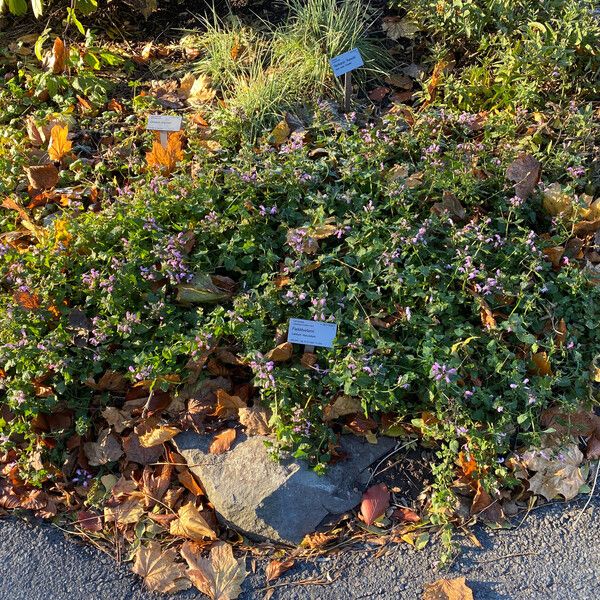 Lamium maculatum Habit