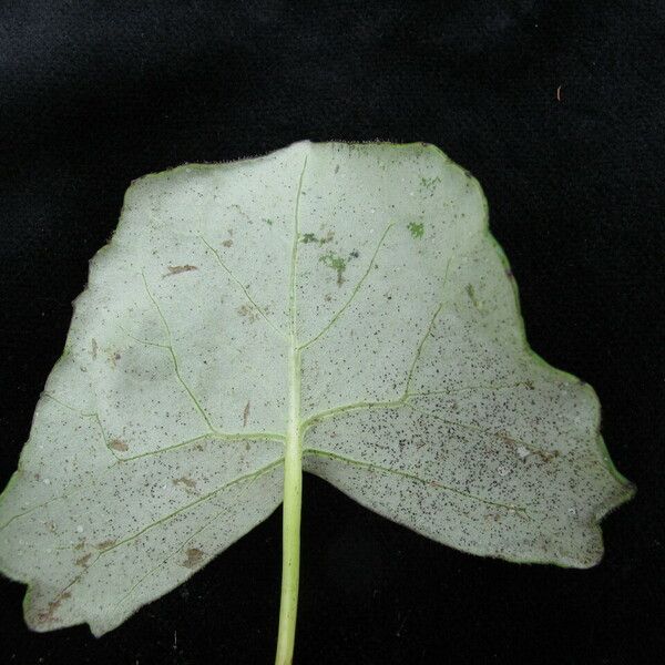 Cremanthodium reniforme 葉