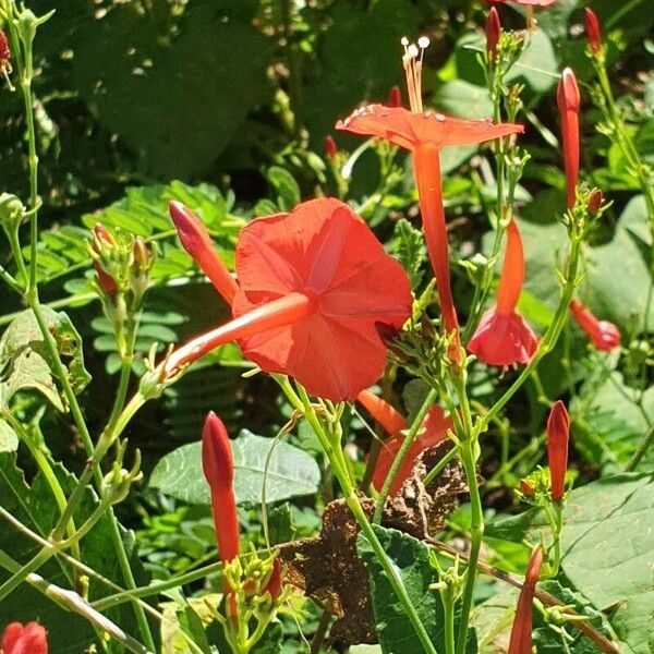 Ipomoea hederifolia Flors