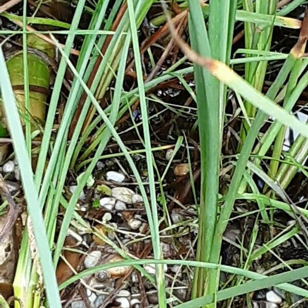 Typha angustifolia 葉