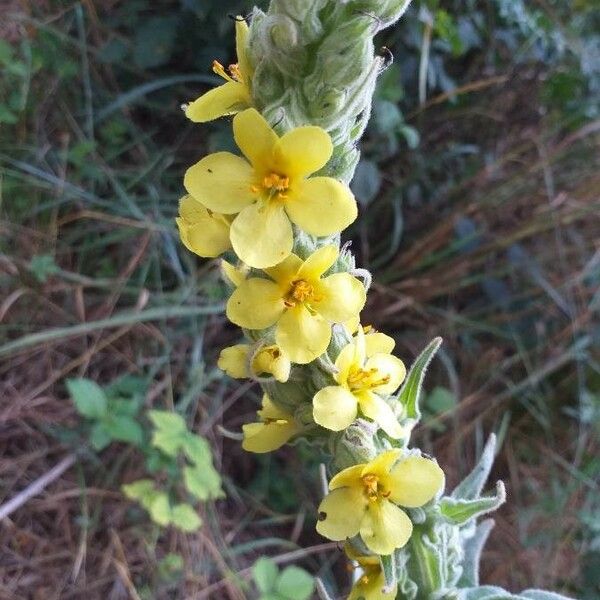 Verbascum thapsus Fiore