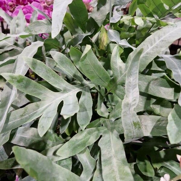 Phlebodium aureum Hostoa