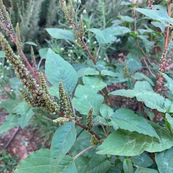 Amaranthus viridis Flower